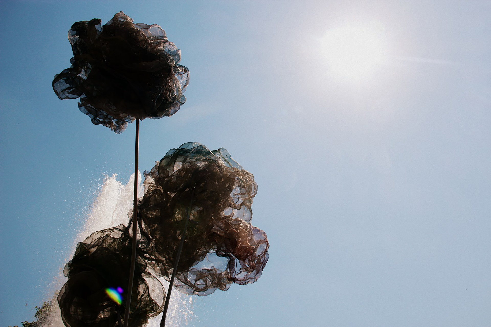 Dunkle Gewebeblüten als Silhouette vor der Sonne – tagsüber dienen sie als Schattenspender